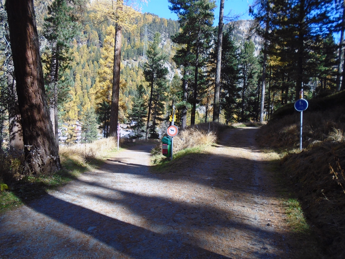 Waldweg im Val Bernina mit Weggabelung
