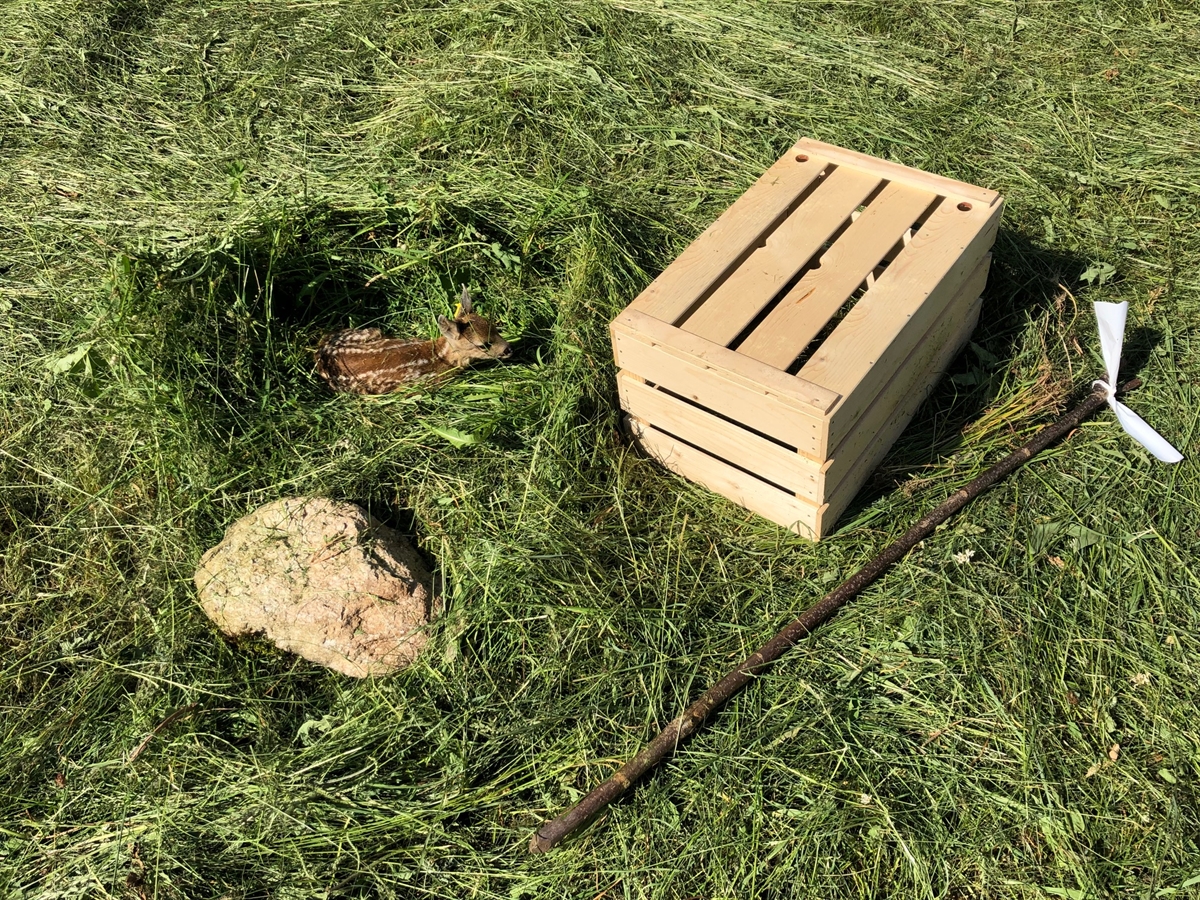 gerettetes Rehkitz liegt im gemähten Gras