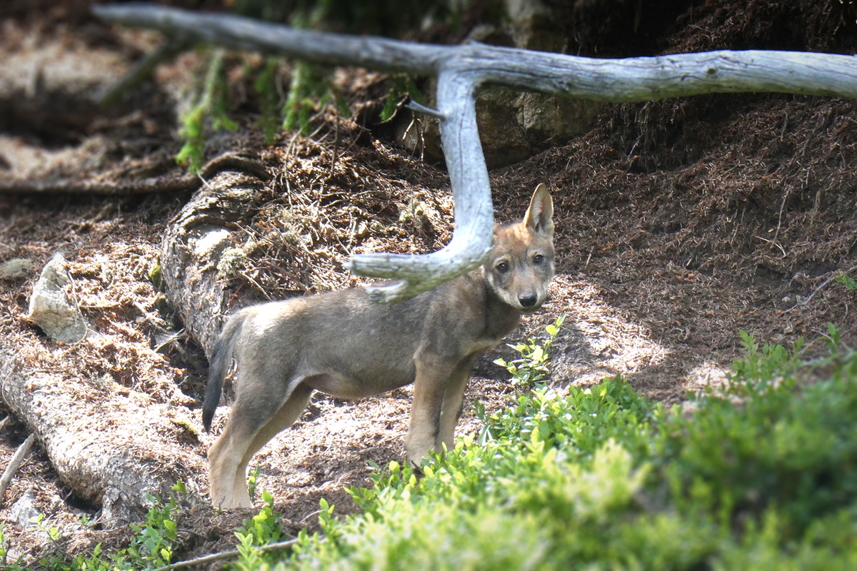 Jungwolf des Stagias-Rudels