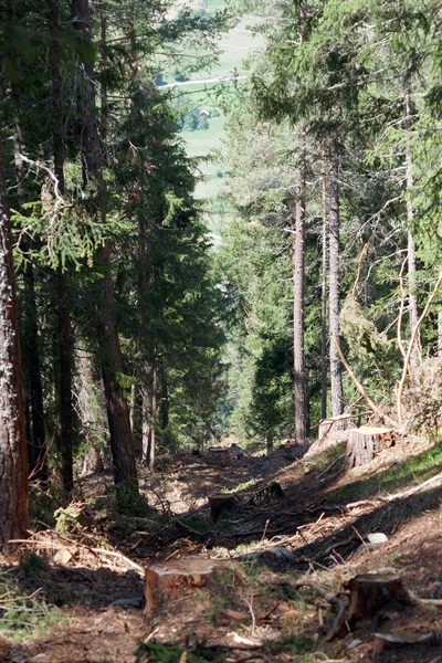 Schneise im Wald für die Seilkranbewirtschaftung