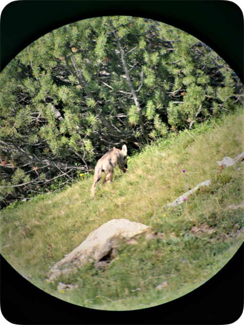 Jungwolf des neuen Rudels