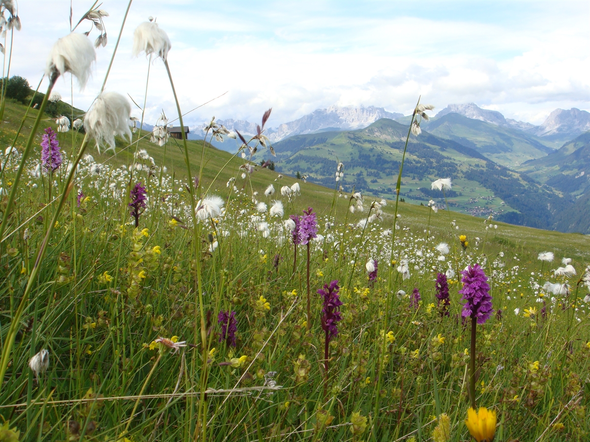 Wiese Fiederiser Heuberge