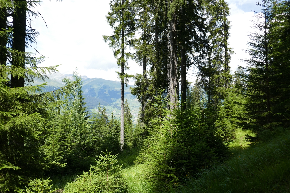 Strategie Wald-Wild