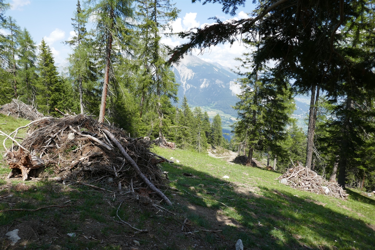 Foto Waldbau