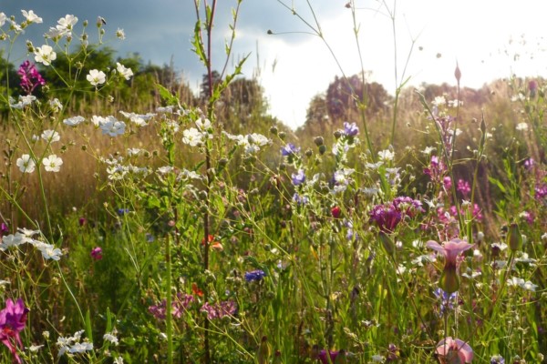 Vorschaubild Wildblumenwiese