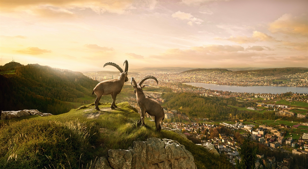 Landschaftsbild mit zwei Steinböcken