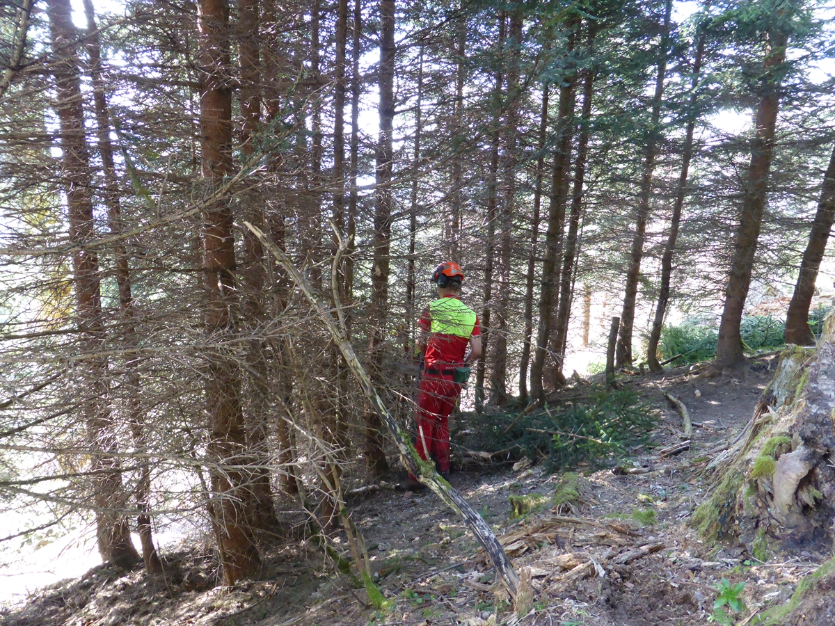 Fotobeilage Waldbericht