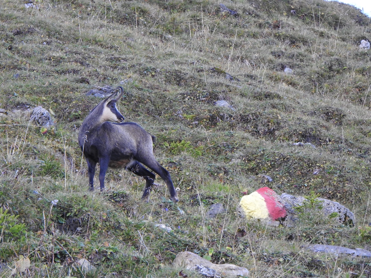 Gams neben Markierung des Wildschutzgebiets