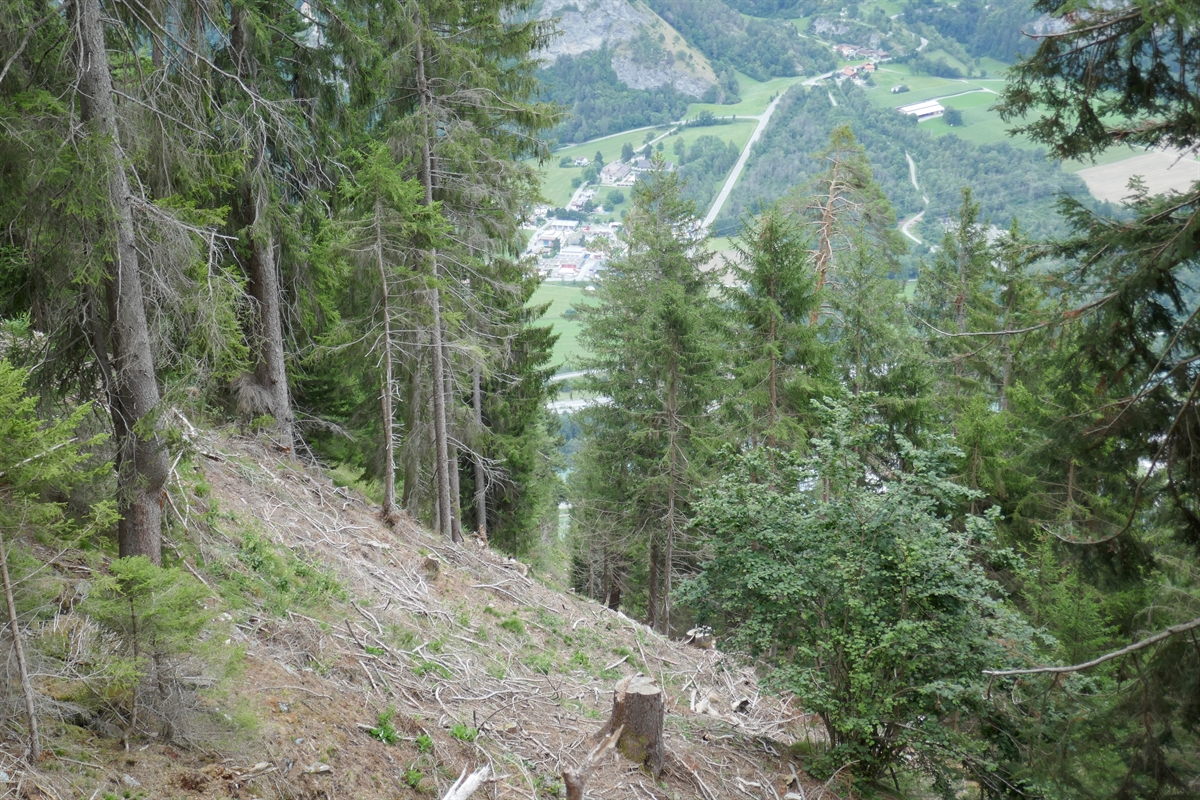 Waldpflege