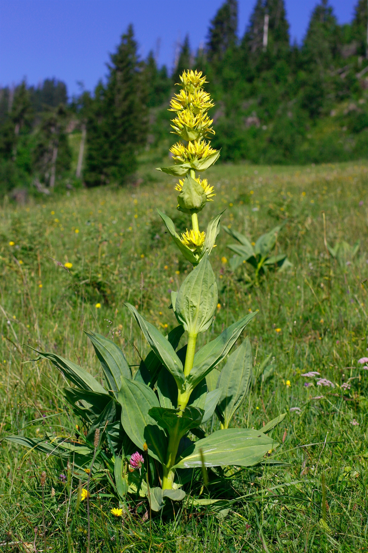Gentiana lutea (Gelber Enzian)