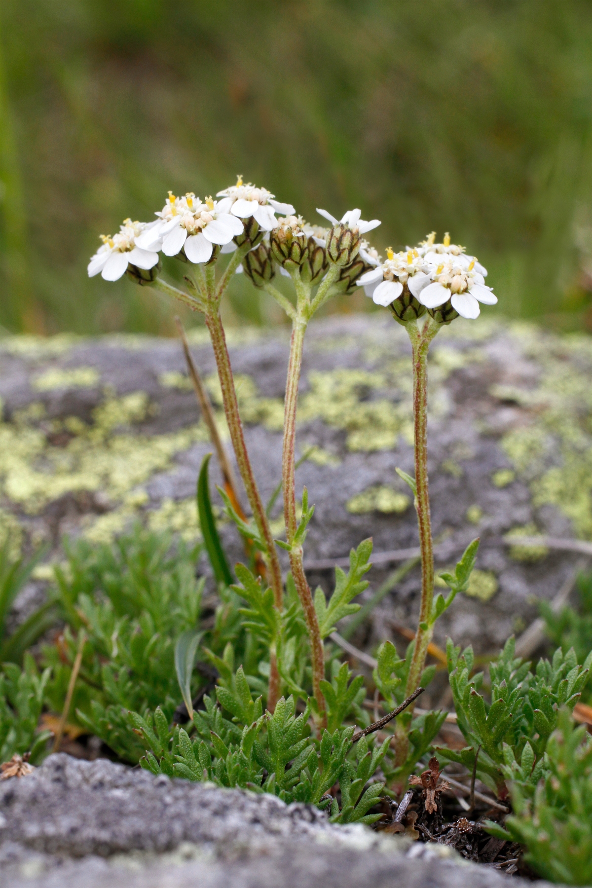 Achillea moschata ssp erba-rotta (Iva kraut, Moschus Schafgarbe)