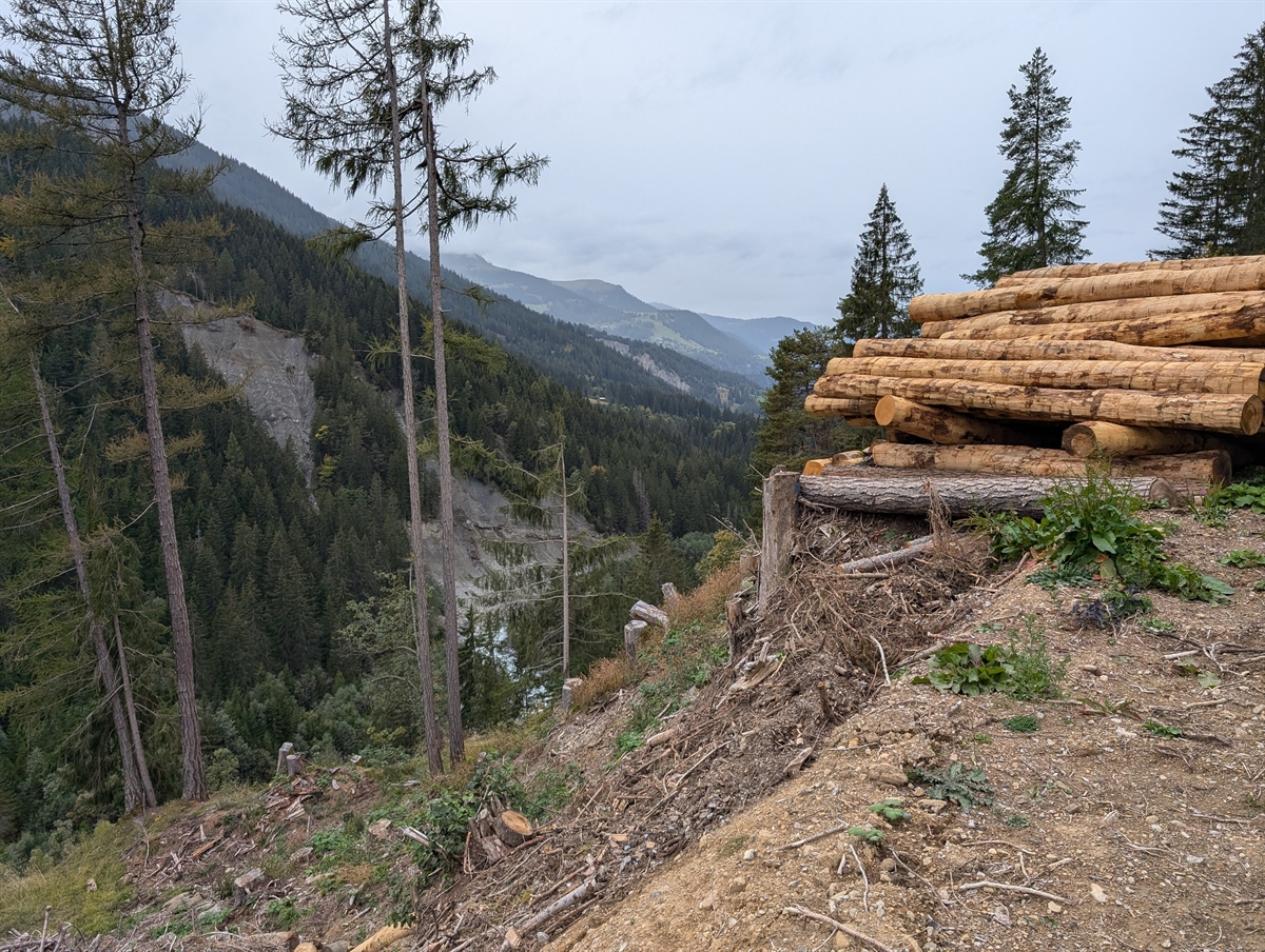gefällte Bäume mit Wald im Hintergrund