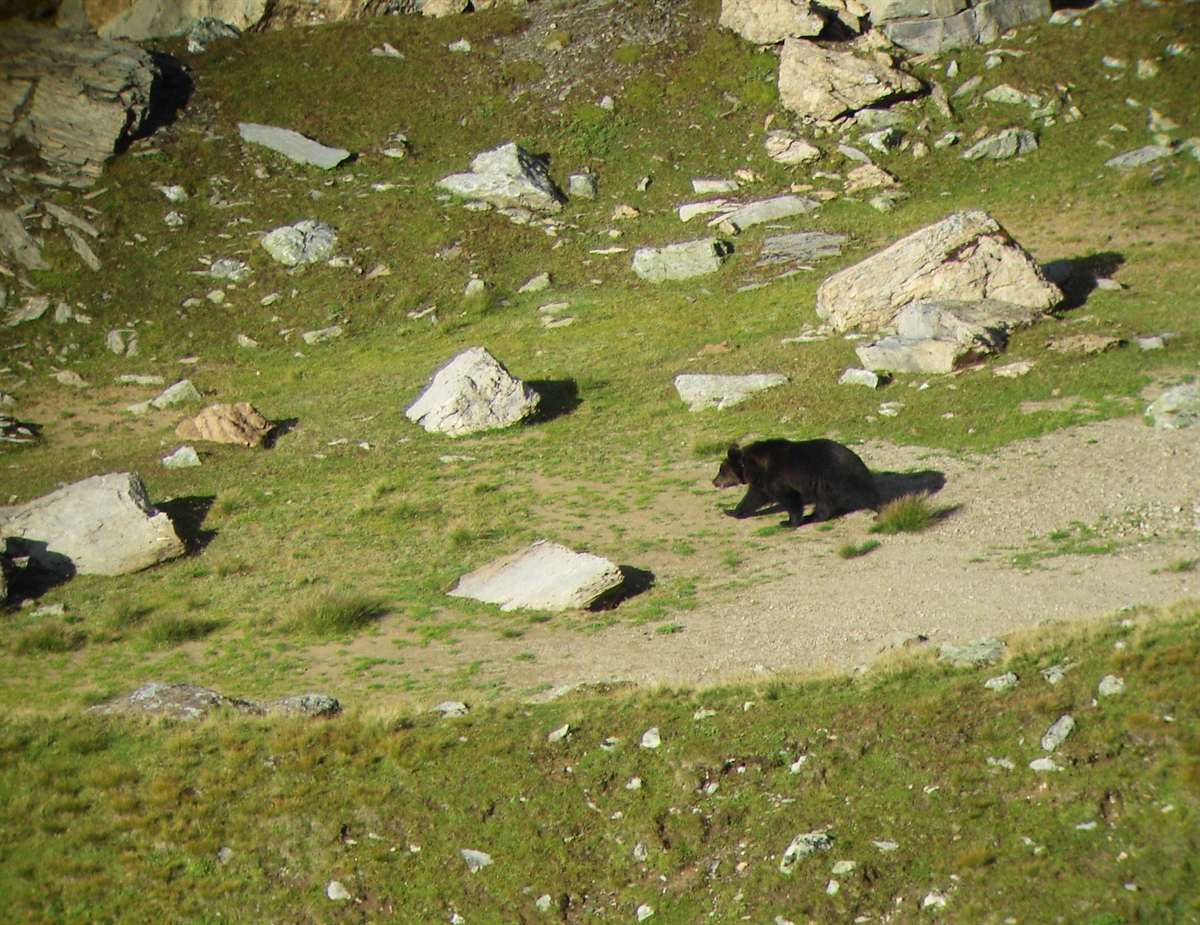 Baer
