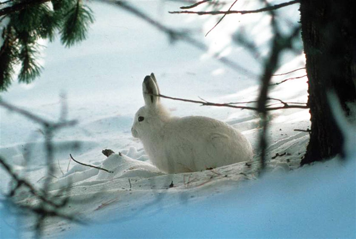 Schneehase