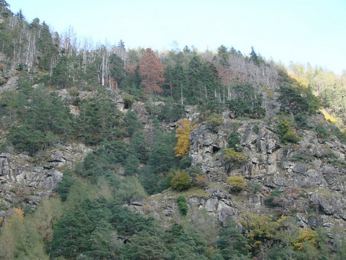 Absterbeerscheinungen bie der Waldföhre