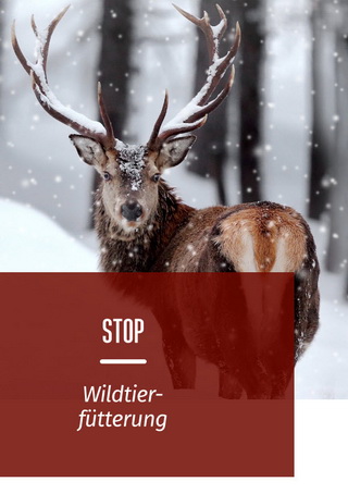 Wildtiere brauchen vor allem Ruhe