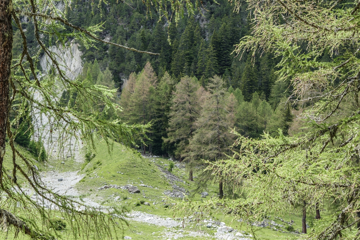 Lärchenwicklerbefall bei Preda