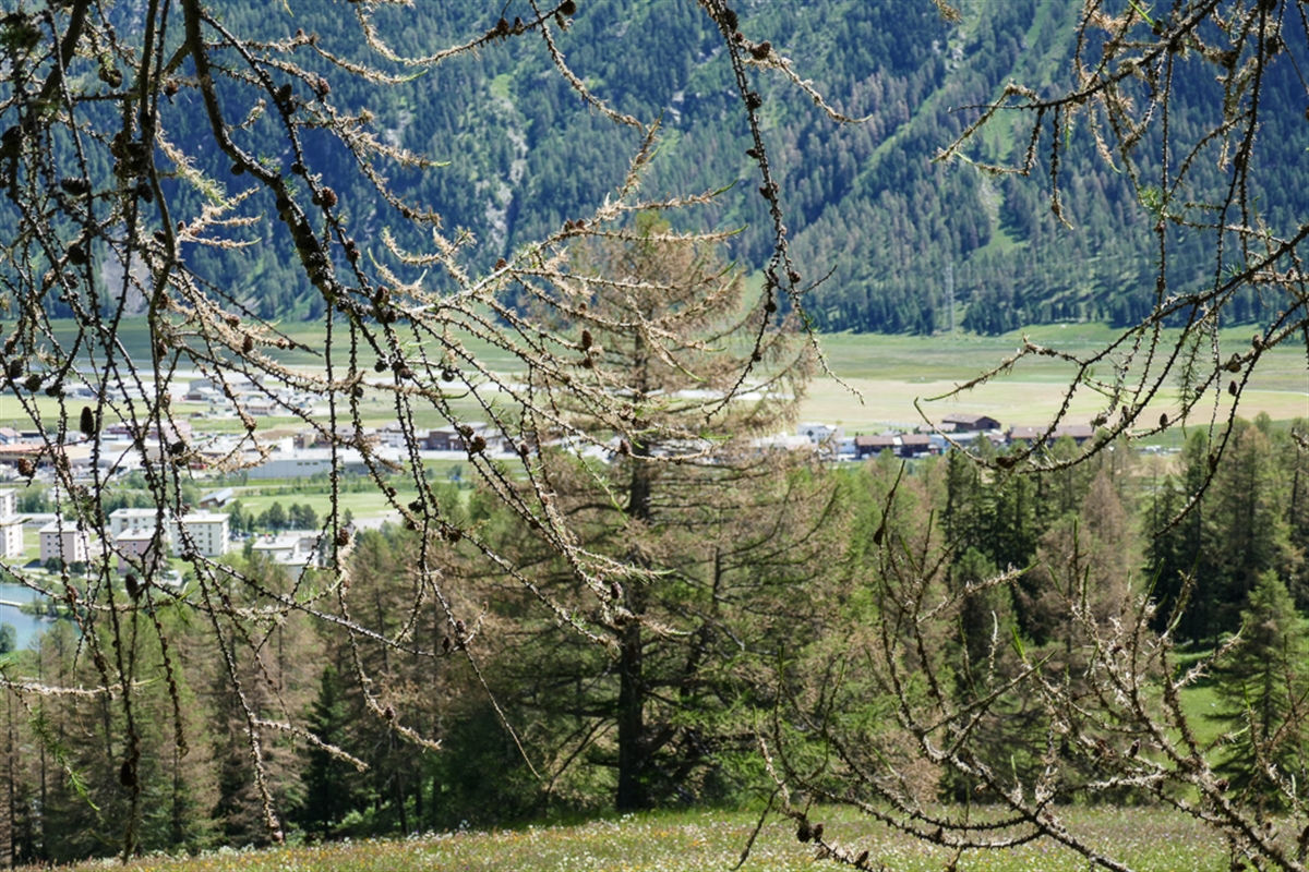 Lärchenwicklerbefall bei Samedan