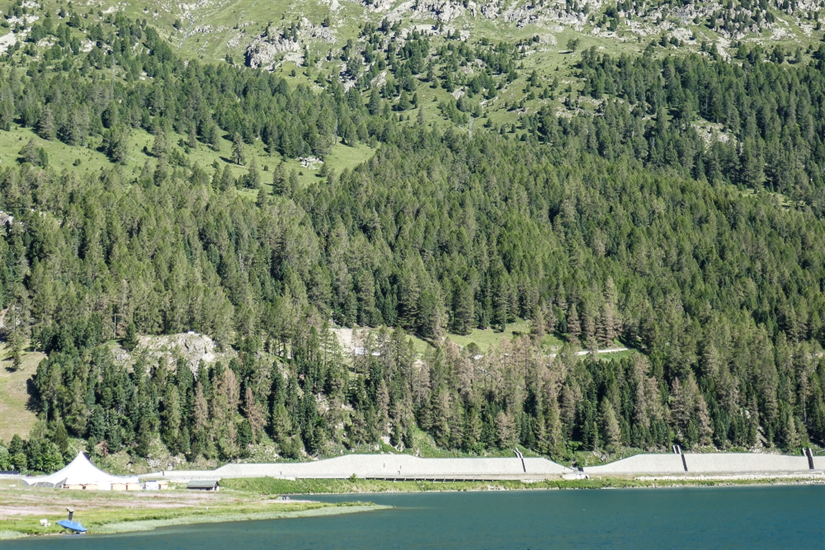 Lärchenwicklerbefall bei Silvaplana