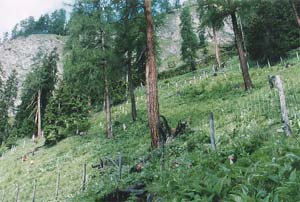 Schutzwald