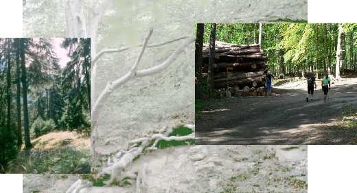 Brückenschlag vom stufigen Naturwald zur Holznutzung im Erholungswald