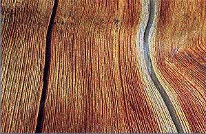 Holz