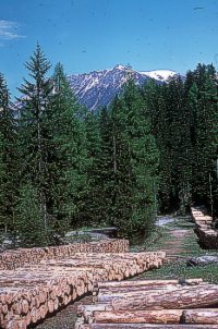 Bündner Holz liegt zum Verkauf und zur Weiterverarbeitung bereit