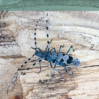 Totholzkäfer