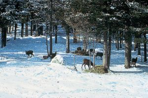 Gämsen die in Graubünden häufigste Schalenwildart
