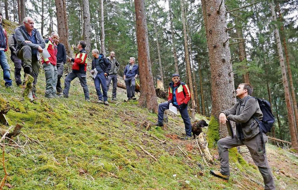 Auch der Wald braucht Pflege
