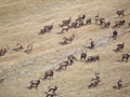 Gämserudel und Steinböcke (© Wildhüter Mario Müller)