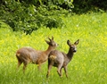 Rehbock und Rehgeiss (© Wildhüter Andrea Weber)
