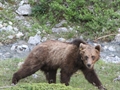 Orso bruno JJ3 (© Guardacaccia Jon Gross)