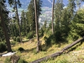 Bosco di protezione Fürstenbrunnen, Coira