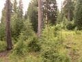 Bosco di protezione God Nair Pitschen, Ramosch/Valsot