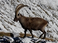 Capricorn (© Guardiaselvaschina Heinz Guler)