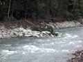 Rechtsufrig wurde die Flussböschung in Partschils mit sporenartigen Verbauungen (Buhnen) aus Steinblöcken und Holzstämmen gesichert