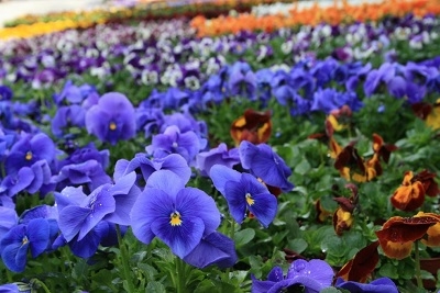 Blumen