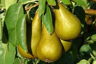 Früchte