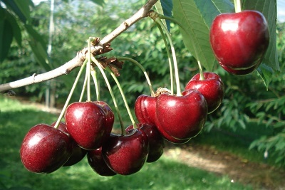 Kirschen