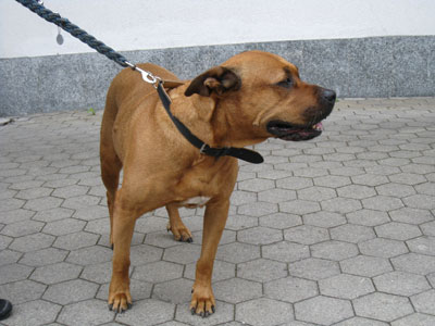 Der von der Feuerwehr gerettete Hund