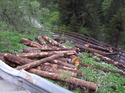Die Lawinenverbauung hält die Stämme auf