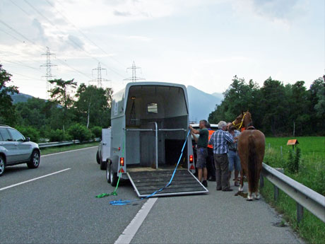 Nach zwei Kilometern Galopp auf der A13 konnte das Pferd gestoppt werden