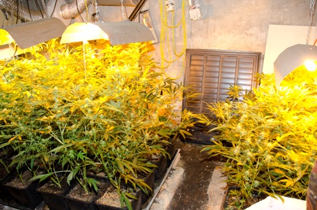 Die Indoor-Anlage wurde abgebaut und mit den Pflanzen sichergestellt