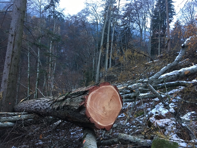 Gefällter Baum