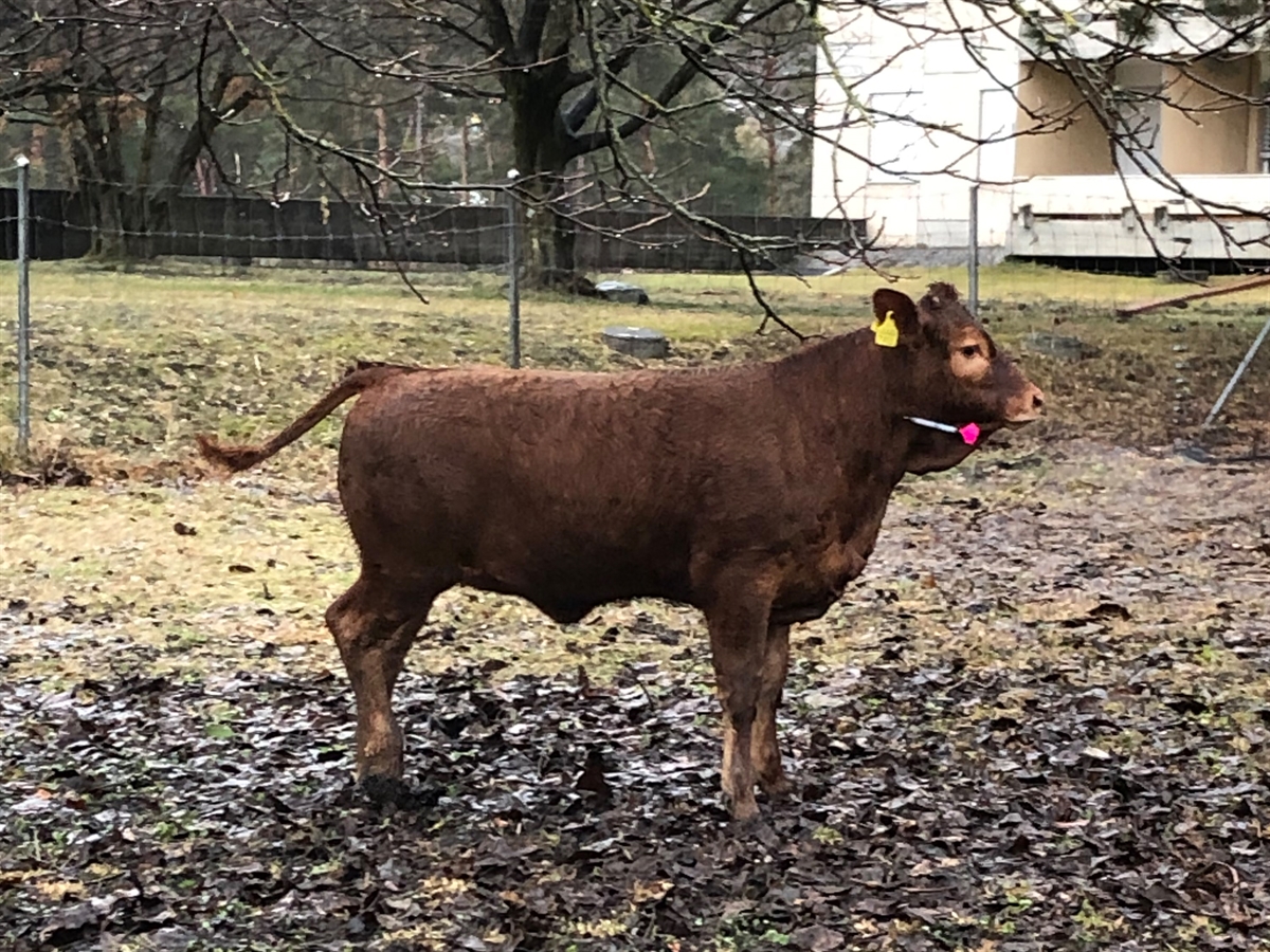 Das halbjährige Kuhkalb steht mit einem Betäbungspfeil im Hals auf einer Wiese.