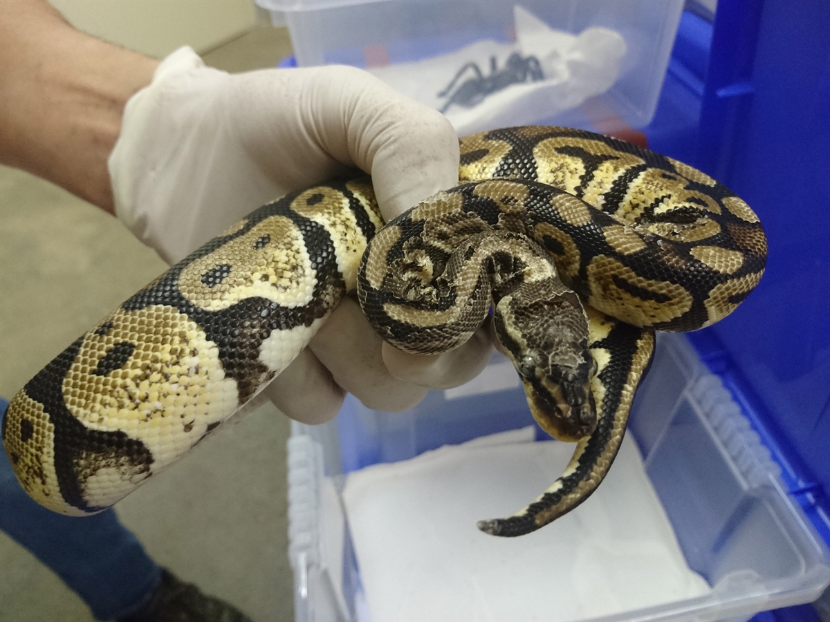 Madagaskarboa