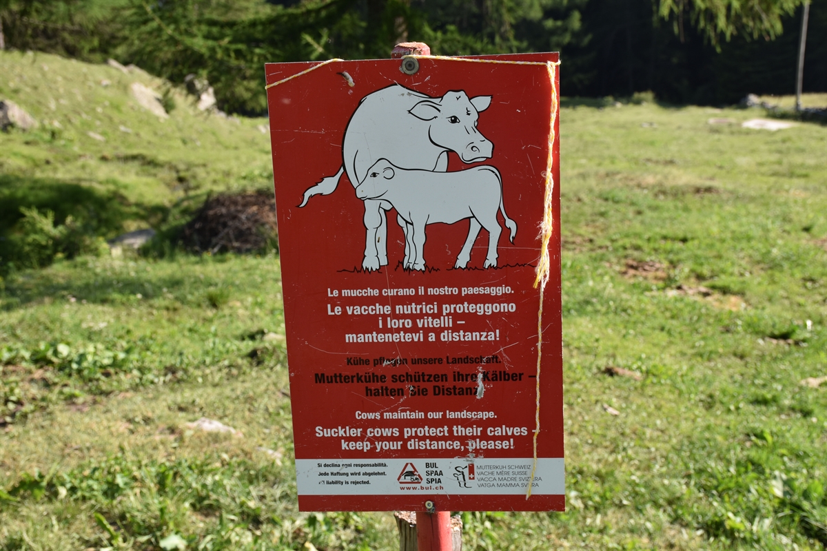 Hinweistafel: Mutterkühe schützen ihre Kälber