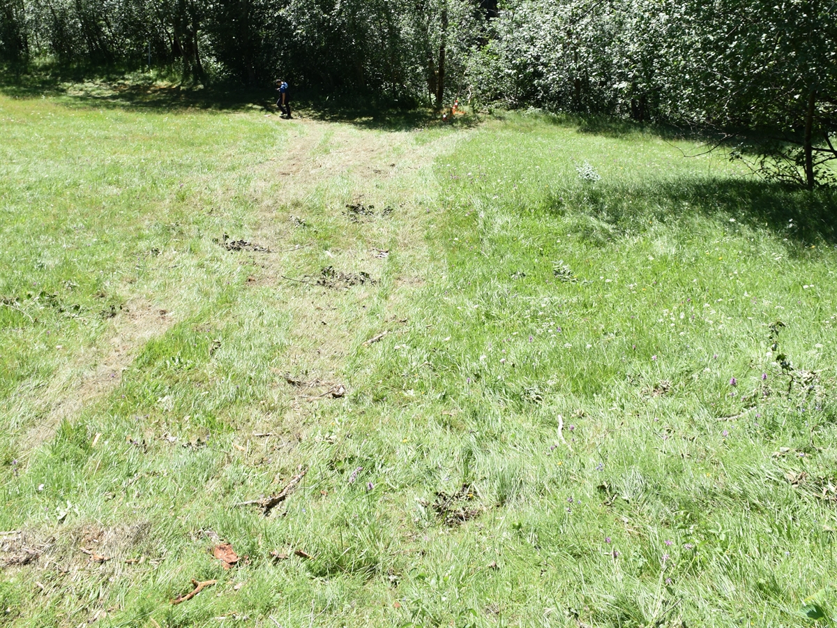 Rutschspuren auf der Wiese und Schneise im angrenzenden Waldstück