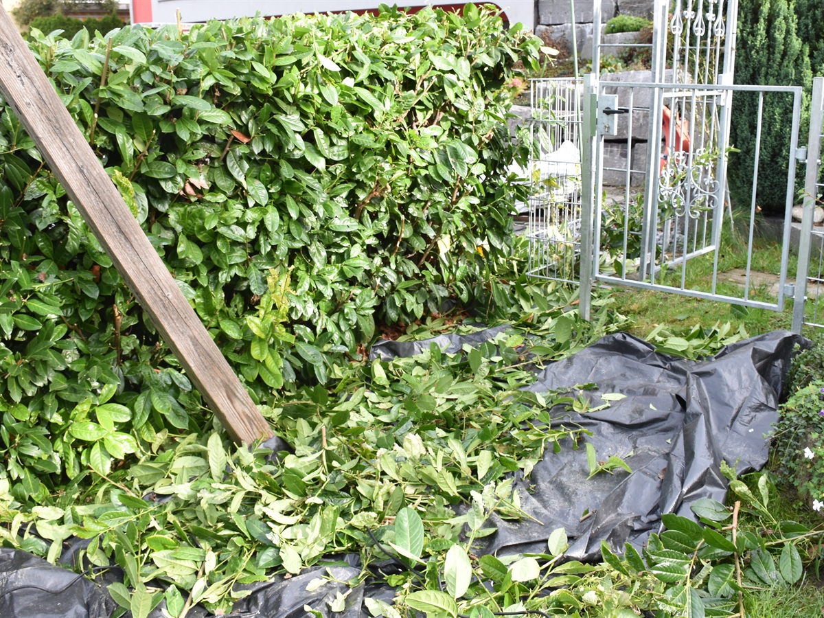 Gartenhecke mit bereits geschnittenem Grünzeugs am Boden.